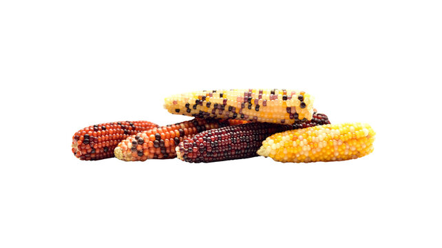 Assorted colorful dried corn cobs with different colored kernels isolated on white background autumn harvest food photography multi colored non gmo rustic decor harvest time agriculture