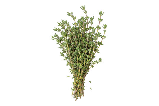 Fresh green thyme sprigs bundled together, showcasing their vibrant color and delicate leaves on a clean white background