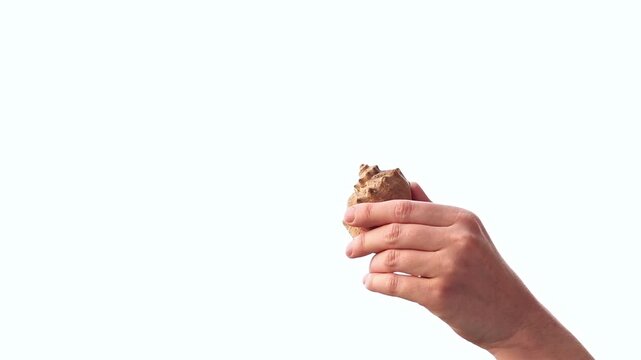 Close-up of hand showing ocean shell. Large textured seashell in hand on isolated white background. Symbol of summer, sea memories and natural beauty. Looking at seashell