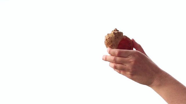 Female hand holding large seashell on white background. Seashell in human hand isolated on white. Hand with beautiful textured seashell on light background. Summer vacation and travel concept