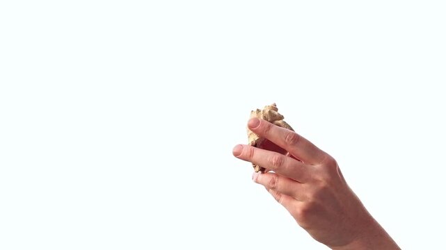 Close-up of hand showing ocean shell. Large textured seashell in hand on isolated white background. Symbol of summer, sea memories and natural beauty. Looking at seashell