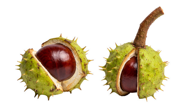 Autumn ripe chestnuts bursting from spiky burrs on transparent background