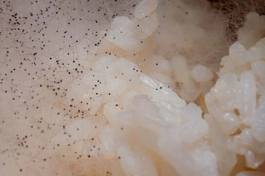 Close-up of black mold spores growing on cooked white rice grains