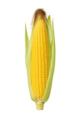 Vibrant yellow corn on the cob, partially husked with green leaves and brown silk, stands upright against a clean white background © Chinases