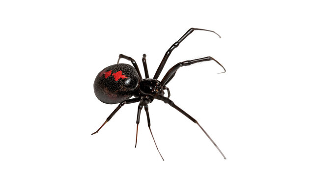 Dangerous black widow spider insect wildlife isolated on transparent background