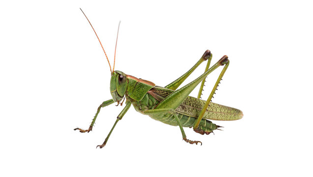 Large green grasshopper insect wildlife close up isolated on transparent background