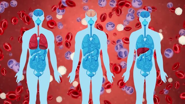 Human Anatomy Silhouettes with Internal Organs Over Falling Blood Cells