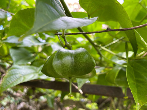 Fresh green sacha inchi fruit growing on a vine with lush foliage in a tropical garden.