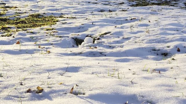 Winter landscape featuring ground partially covered in sparkling white snow and green grass with scattered dry leaves under bright sun creating strong shadows on surface