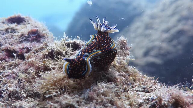 Vibrant sea slug crawls across textured coral reef underwater