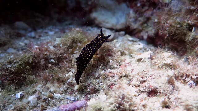 Underwater exploration of a black nudibranch with yellow spots on a rocky seabed