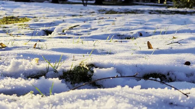 Close-up ground view of fresh winter snow covering a field with green grass and dry leaves poking through surface, sparkling frost on snow crystals illuminated by soft morning sunlight