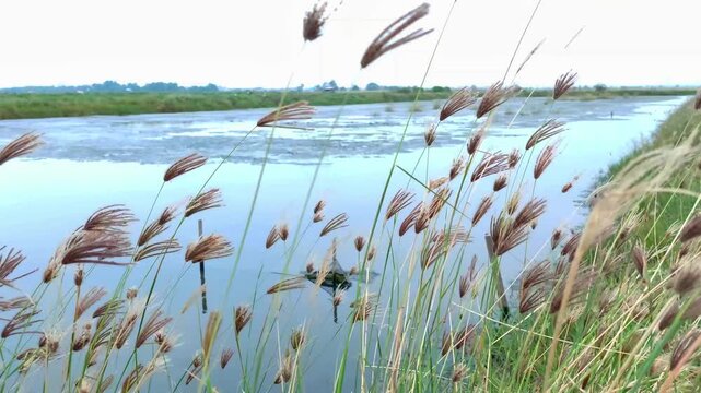 weeds swaying in the wind by the lake