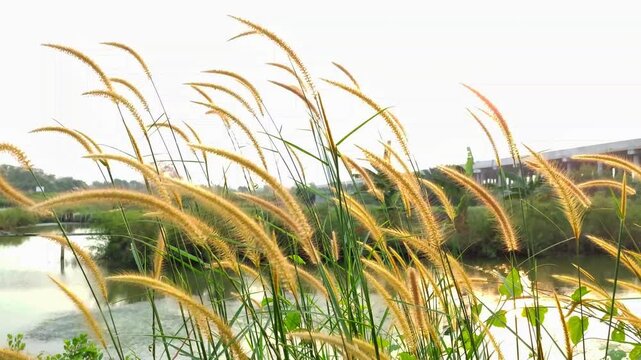 Imperata cylindrica swaying in the wind