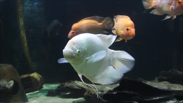 Beautiful white albino giant gourami fish in public aquarium