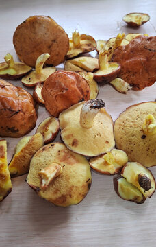 Assortment of freshly picked forest mushrooms on light wooden surface