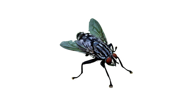 Common house fly macro detail on white background with macro photography winged insect small creature compound eyes pest control bacterial vector creepy crawly flying insect nature study