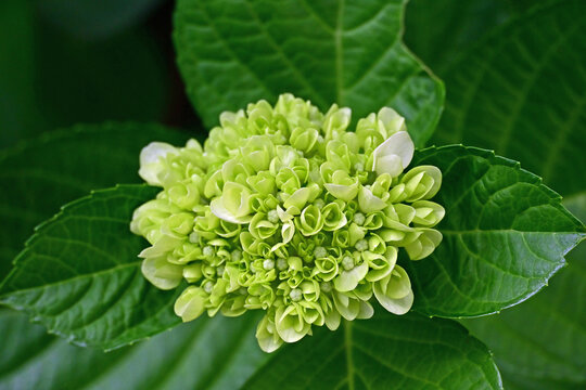 Beautiful green hydrangea flower buds with fresh leaves in Fukushima Japan
