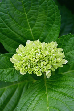 Beautiful young green hydrangea flower buds in a vertical view in Fukushima