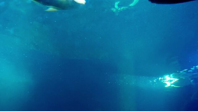 The big turtle crosses swimming in the blue water