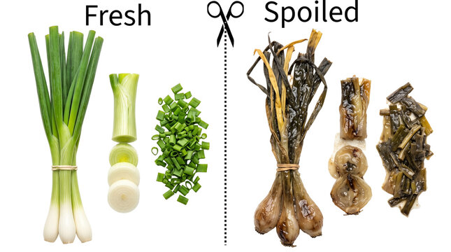 Fresh green onions contrasted with spoiled withered scallions spoiled onion rotten scallio