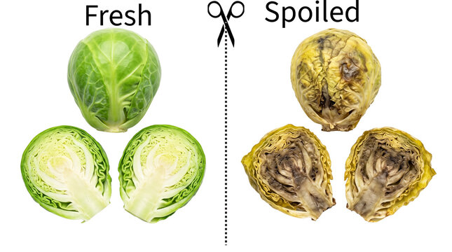 Fresh brussels sprouts contrasted with spoiled decayed sprouts spoiled sprout rotten veget