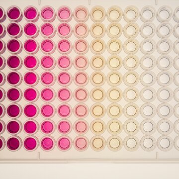 A microplate of wells showing a gradient of colour change across rows
