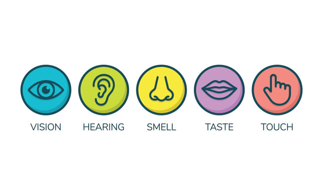 Five colorful circular icons representing human sensory perception including vision hearing smell taste and tactile touch