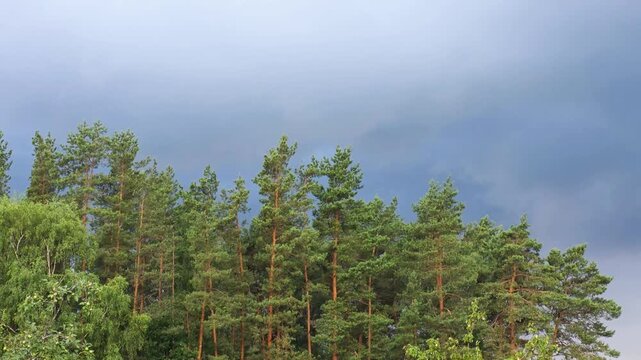 Dense forest canopy of green pine trees and lush foliage against dark dramatic overcast sky, natural woodland landscape with tall evergreen trees and grey clouds, peaceful wilderness scene, copy space