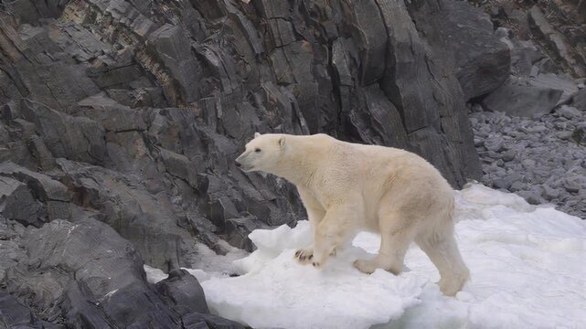 Polar bear walks on ice floes near rocky shore in Arctic wilderness