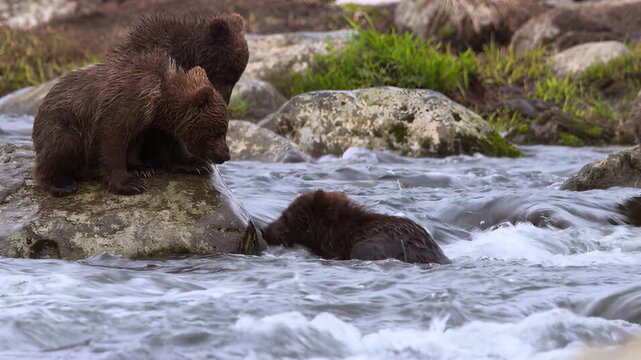 Two young brown bear cubs playing in a rushing river during daytime