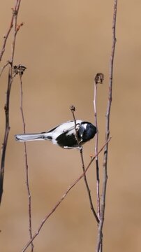 Close up of a small black and white tit bird clinging acrobatically to a thin dry stem against a smooth warm blurred background