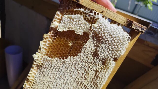 Hand using uncapping knife to remove wax capping from golden honeycomb held in wooden frame, revealing sweet honey preparation process outdoors on a sunny day.