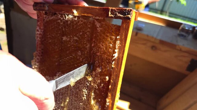 Person hands uncapping honeycomb frame with knife, harvesting natural golden honey from wooden beehive, close-up view of beekeeping process, delicious fresh product of apiary, sweet food production