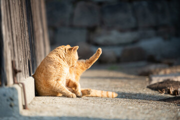Ginger tabby cat grooming in sunlight beside a wooden door © 鷹矢 安達