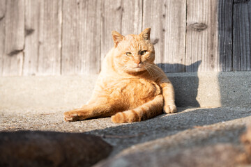 Ginger tabby cat relaxing in sunlight by a wooden door © 鷹矢 安達