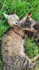 Two kittens playing on green grass © Issmail