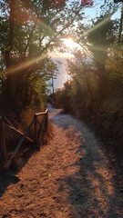 Obraz premium Dirt hiking path leading down through green trees towards the sea at sunrise