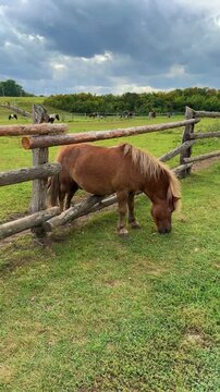 A small brown pony is nibbling on the lush green grass in the farmyard.