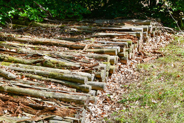 Alte Stämme © Fiedels