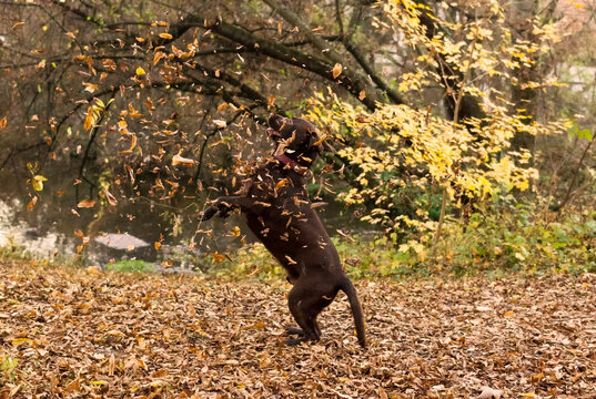 Labrador Retriever hat Spa&szlig; im Herbstlaub