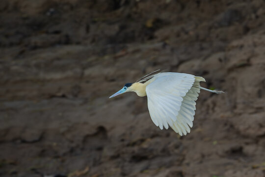 Capped Heron. Philherodius pileatus. Sani Island, Rio Napo, upper Amazon basin, Ecuador.