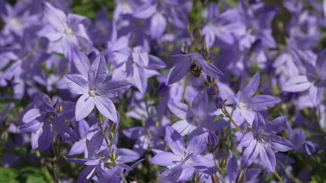 Flowers bees pollination purple bellflowers blooming in a sunlit garden during a beautiful spring day providing a vibrant nature scene