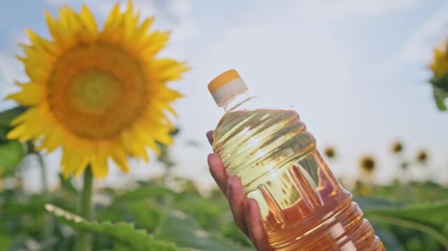Sunflower oil bottle held by hand over sunflower field, linking edible oil with crop cultivation, food production and cooking use. Golden liquid and clear packaging support agriculture marketing