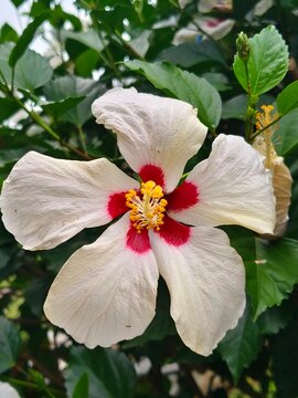 White Hibiscus Flower with Red Center in Tropical Garden