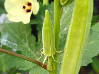 Fototapeta premium Okra flower and pod (Abelmoschus Esculentus). Close up of yellow Lady's Fingers flower. Okra plant