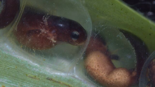 Close-up macro view of developing frog tadpoles inside transparent jelly eggs on a leaf