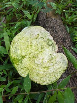 Large bracket fungus on fallen tree trunk, showcasing natural wood decay, ecological role and forest biodiversity.
