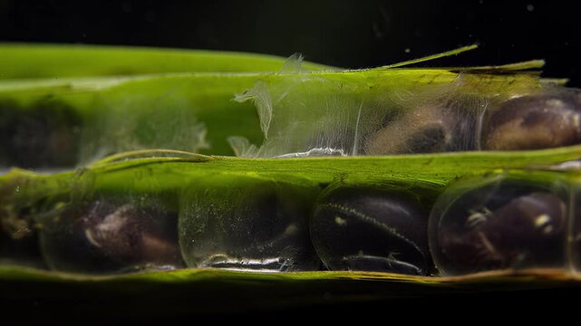 Macro view of snail eggs developing inside a transparent jelly-like sac on a green leaf
