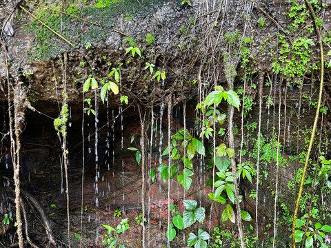 Water droplets dripping from green mossy rock wall covered with plant roots and vines. Beautiful natural wet rainforest background representing ecology, freshness, and moisture.